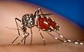 Ученые изобрели репеллент с почти 100%-й защитой от комаров