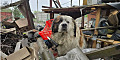 «Это Ричард. Ему больно». Спасатели показали фото пса на руинах до ма в Дергачах, разрушенного российской авиабомбой