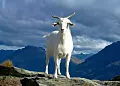 Местные власти в Италии предлагают "усыновлять коз", которых в шесть раз больше, чем людей