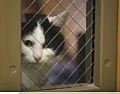 В тюрьме Вашингтона заключенным разрешили брать котов на опекунство за хорошее поведение